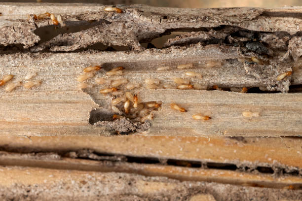Best Wasp Removal Services  in Soap Lake, WA